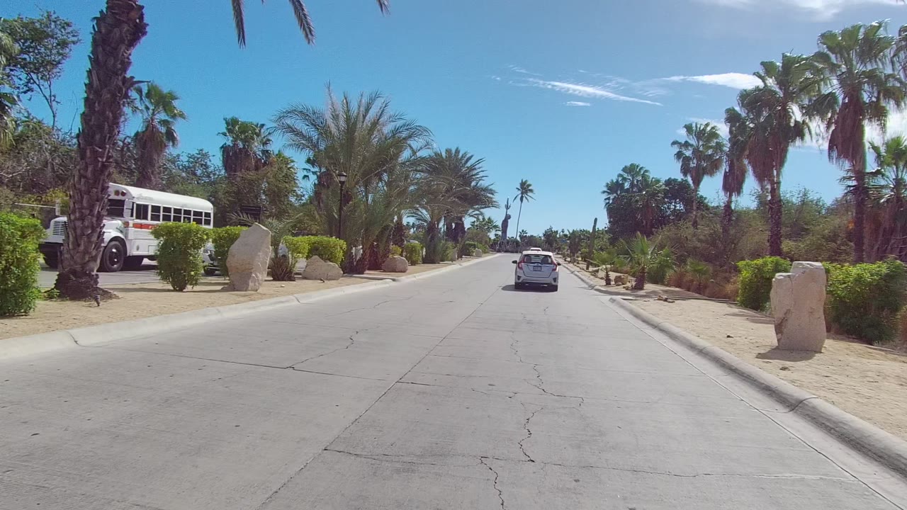 East Cape Los Cabos road view with the white car continuing ahead, a tall palm trunk close to the right edge, dense shrubs and boulders along the curb, and no visible people.