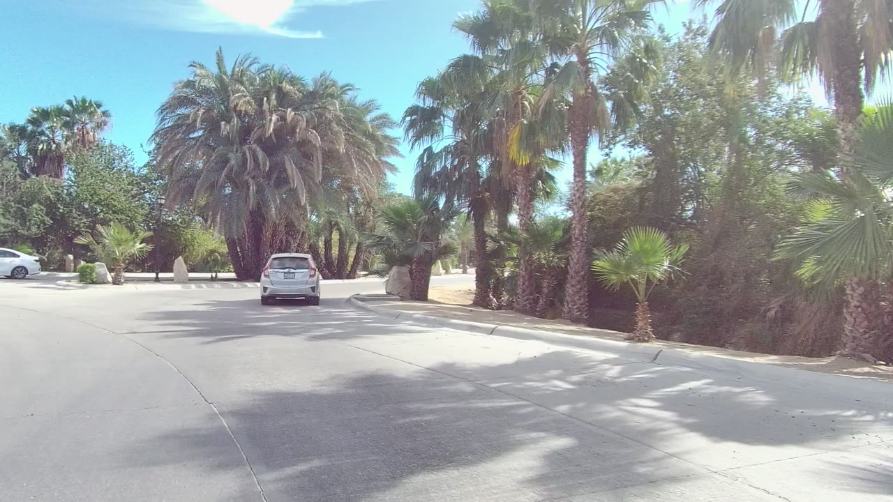 White car centered on a curved road between palms.