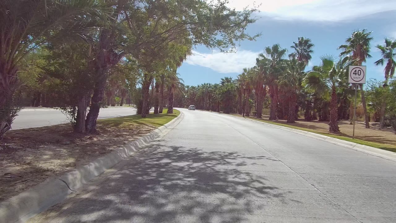 Curving palm-lined roadway with tree shadows across the pavement.