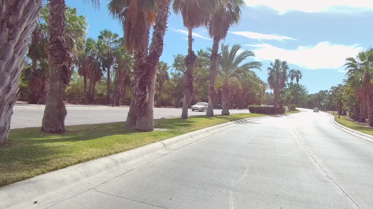 Road ahead bordered by palms, grass, and a parked or distant white vehicle