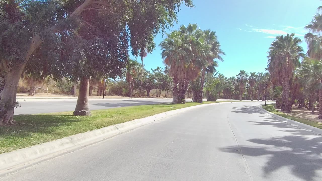 Road-level view passing palms and trimmed grass beside a sunny street.