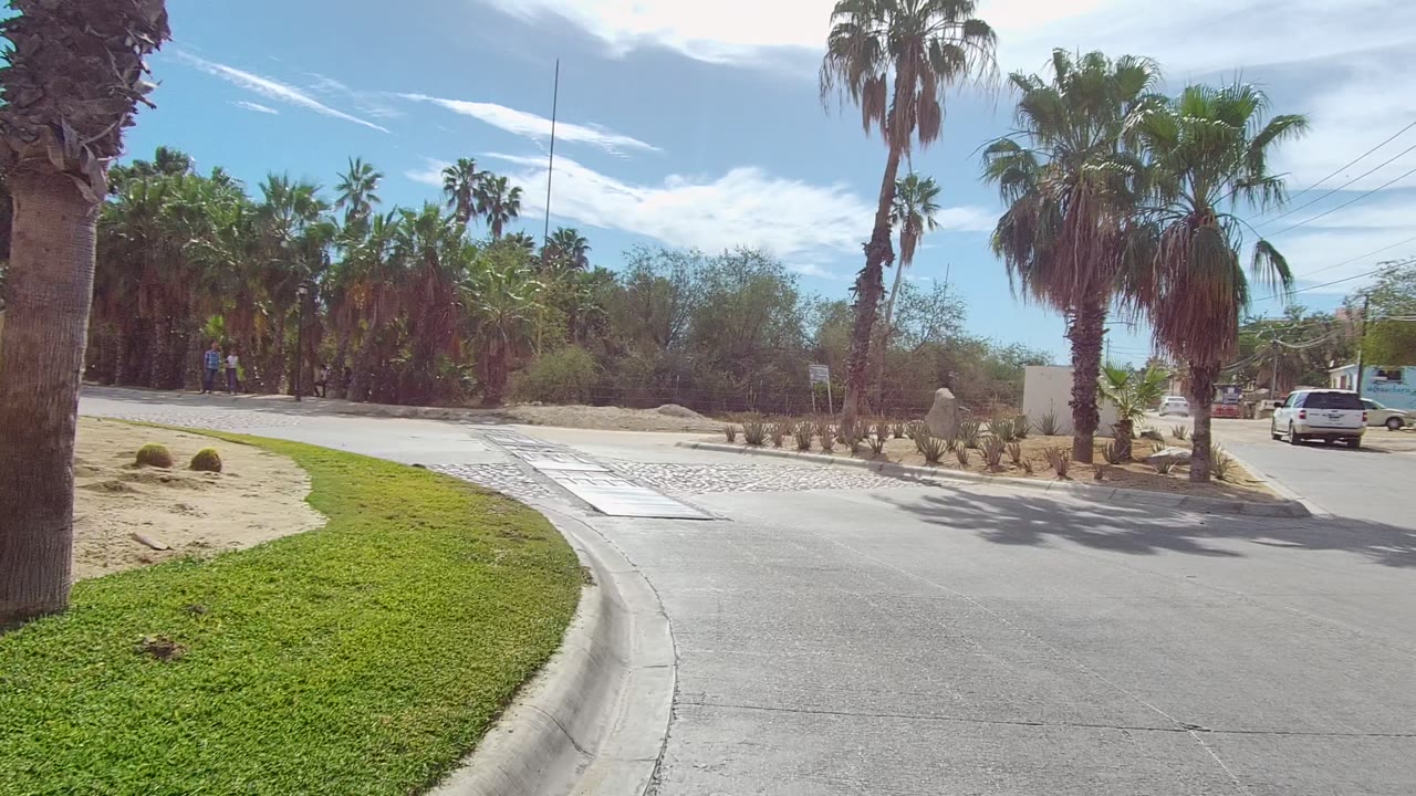 White vehicle ahead on a road bordered by palms and sandy planting beds.