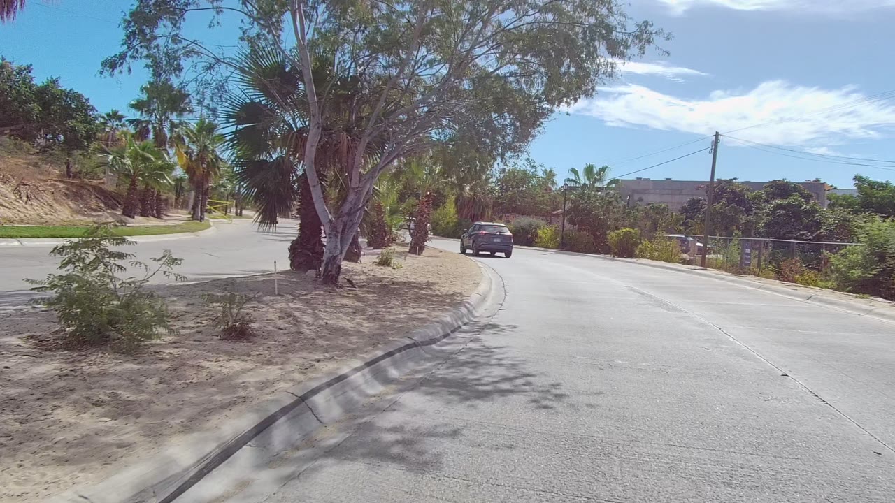 Paved road with a large tree, palms, and a dark car ahead.