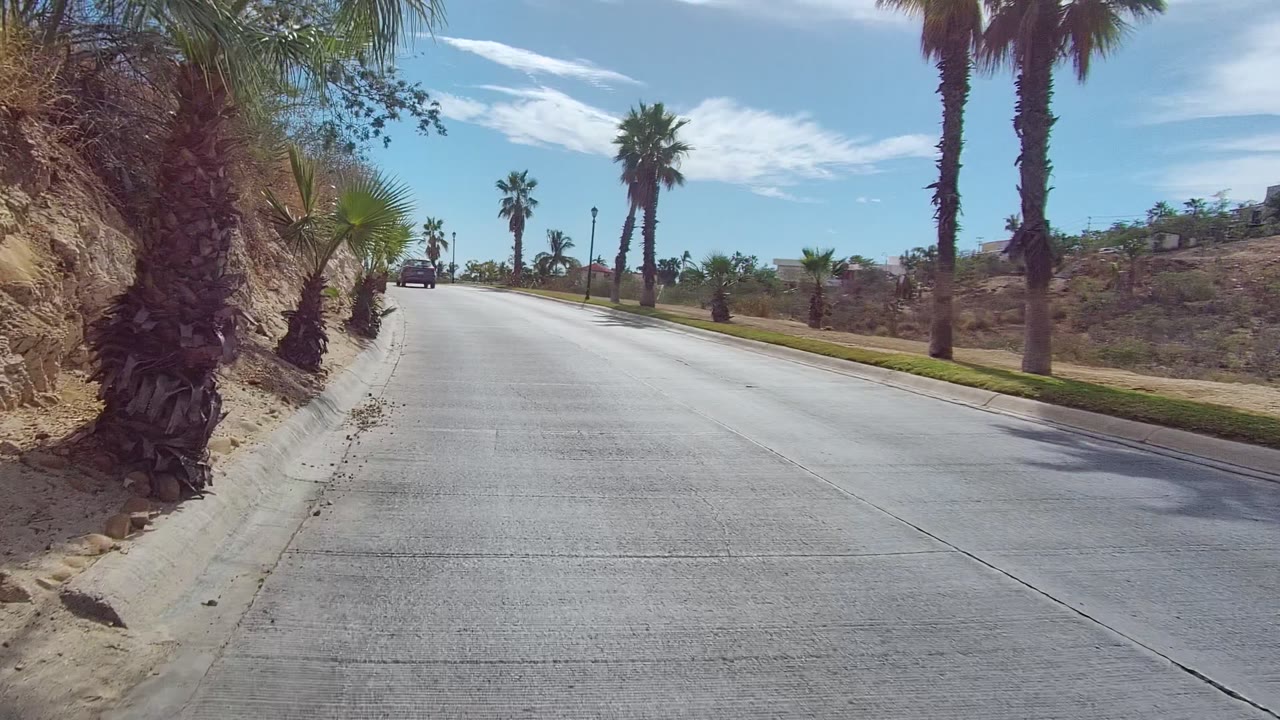 Road flanked by palms with dry brush and a car in the distance