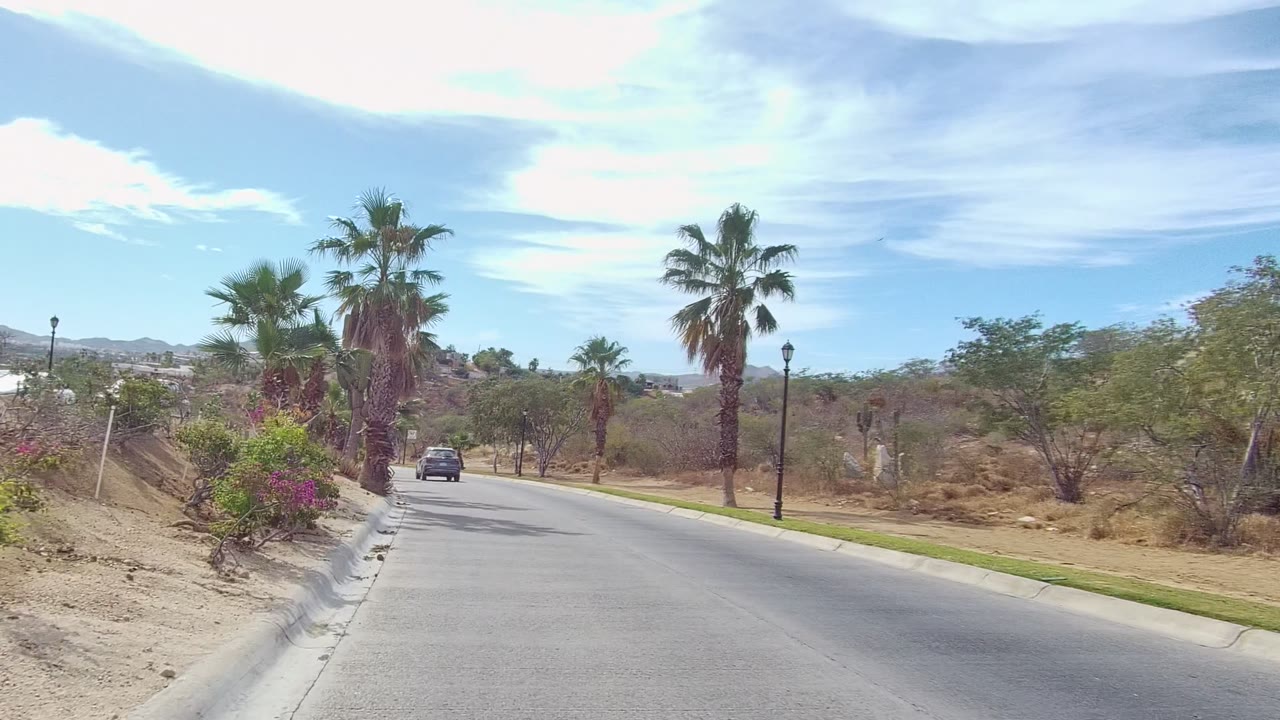 Road passing palms and sparse shrubs with a vehicle ahead