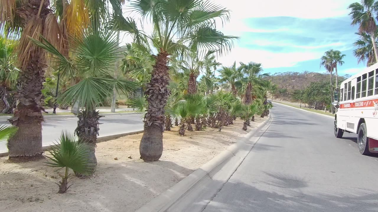 Road curving through palms with a white vehicle at the right edge.