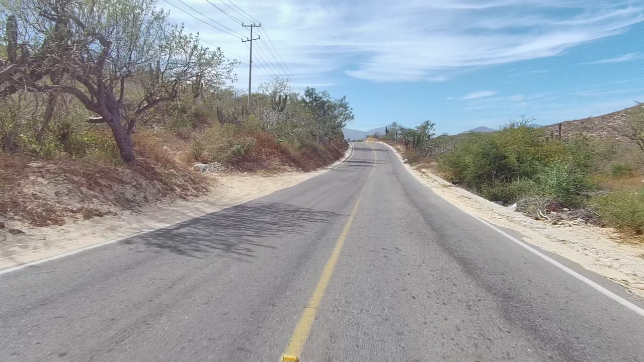 Roadside tree and brush beside a paved road in dry desert terrain.