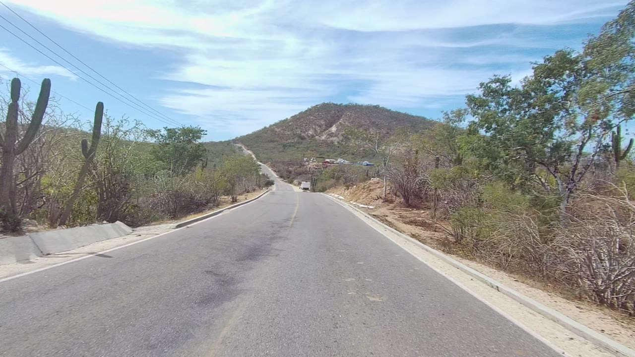 Road curving through dry vegetation with large cactus beside the shoulder.