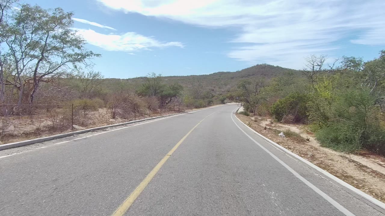Roadside tree and scrub beside a curving paved road.