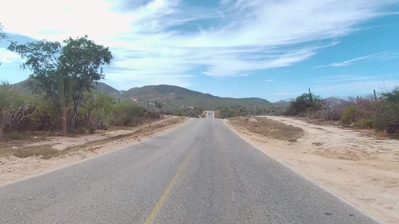 Vehicle-height view down a paved road bordered by scrub and a small tree