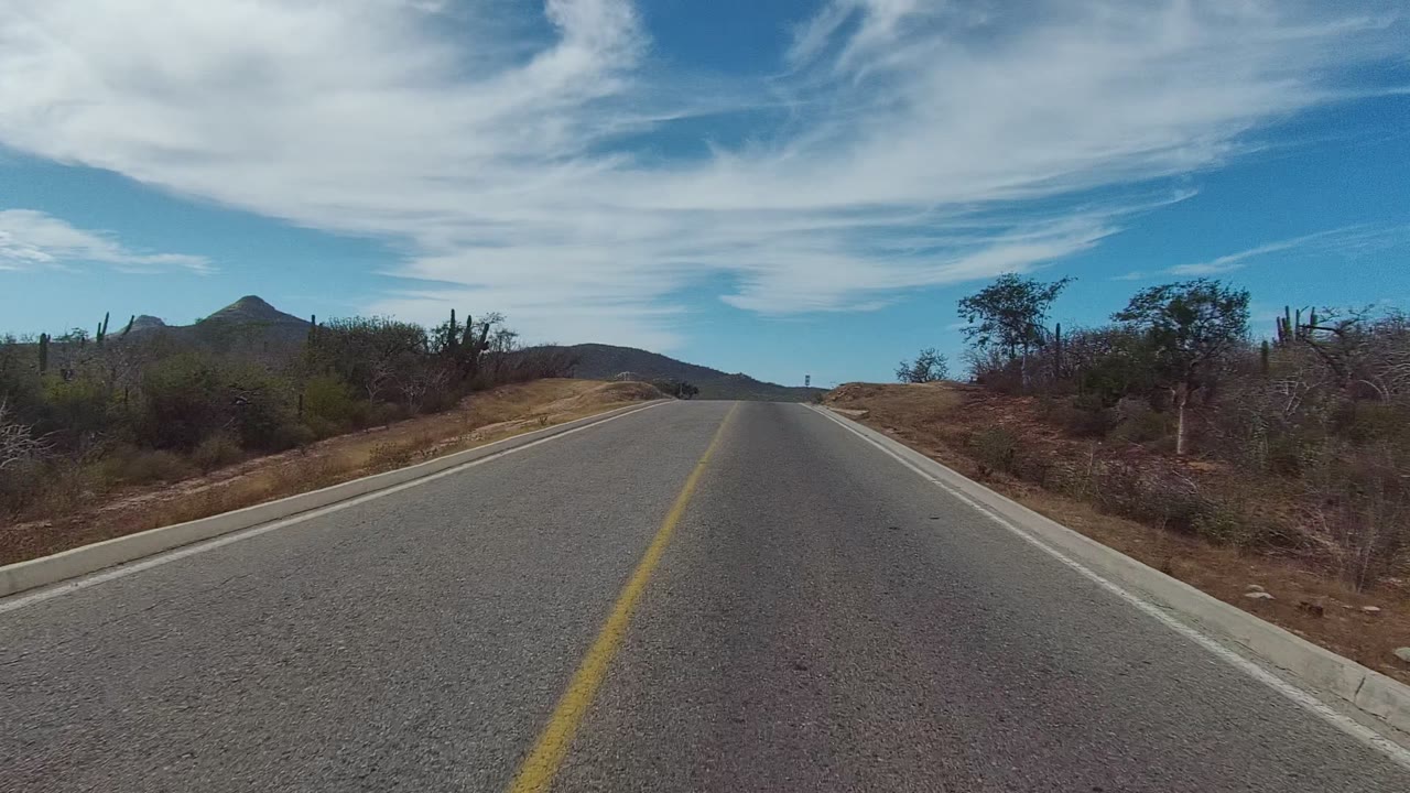 Vehicle-height view down a paved road bordered by desert shrubs and tall cacti.