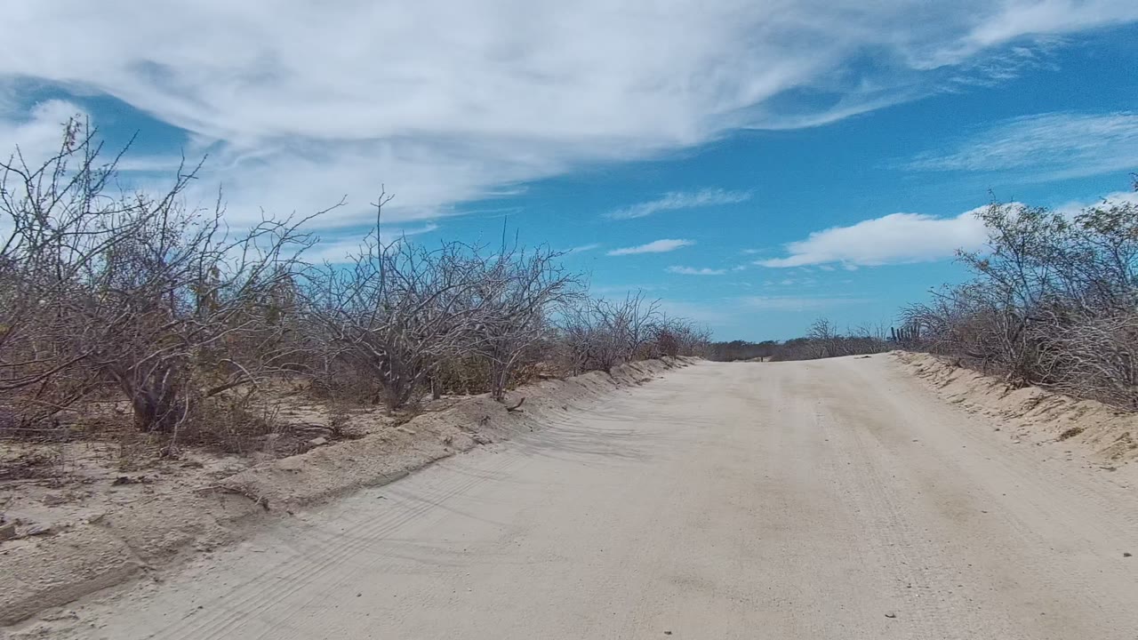 Roadside dry brush close to a sandy road.