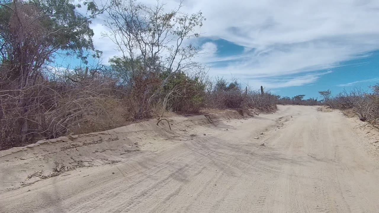 Dirt road passing dense dry roadside brush