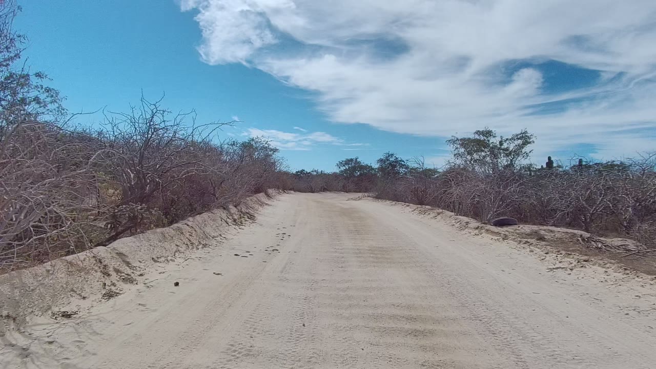 Pale dirt road bordered by dry brush and low trees.
