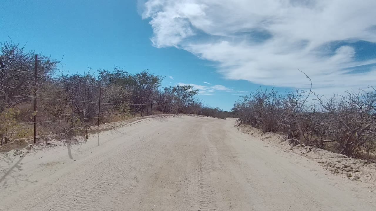 Pale dirt road curving past scrub and fence posts