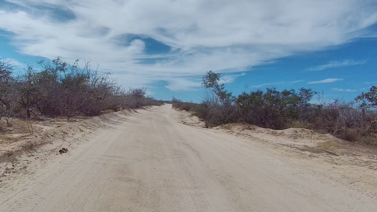 Dirt road curving through sparse arid bushes