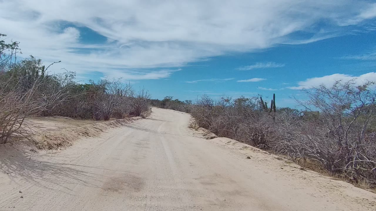 Pale dirt road bordered by scrub and distant cactus.