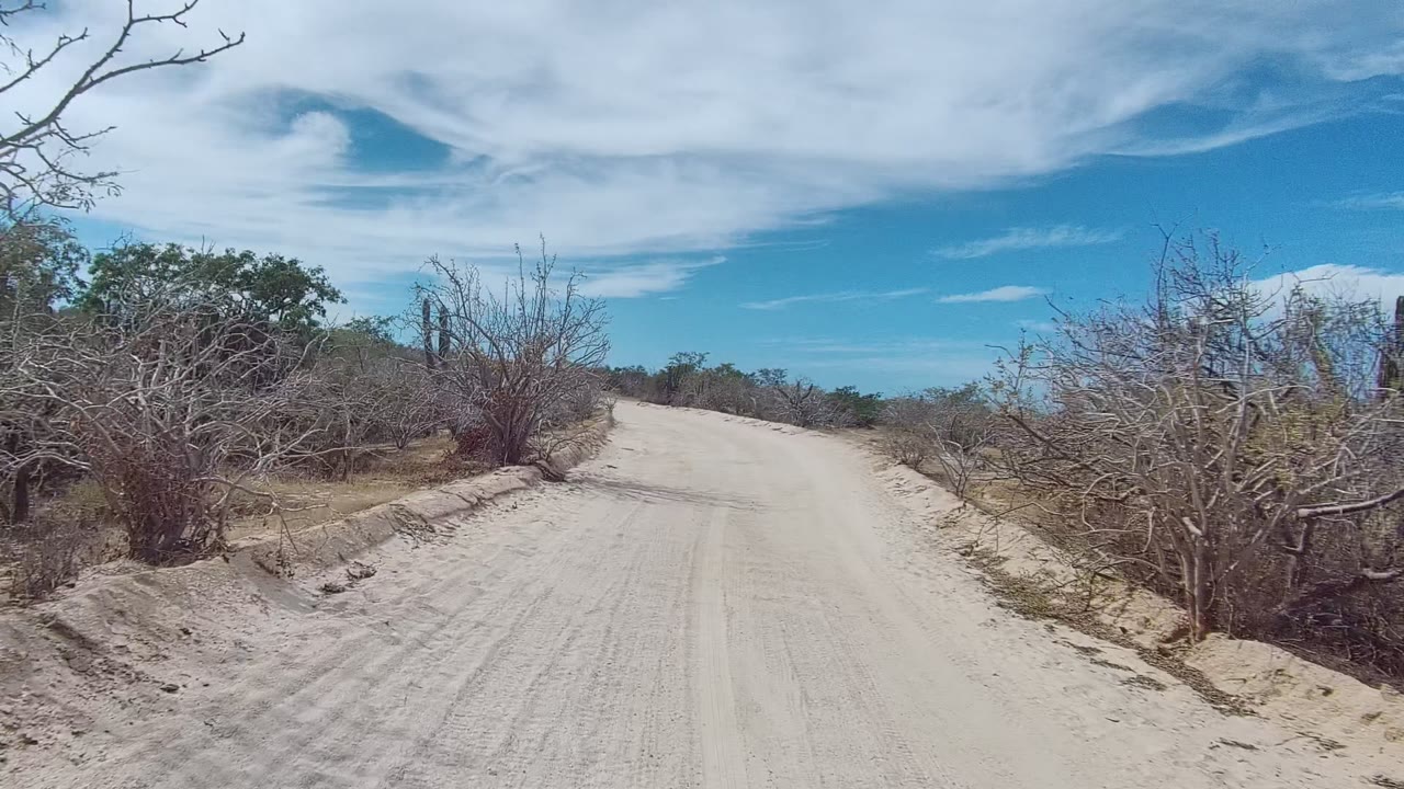 Sandy East Cape Los Cabos road framed by dry thorny bushes, with tall cactus forms ahead, bright blue sky, and no visible people.