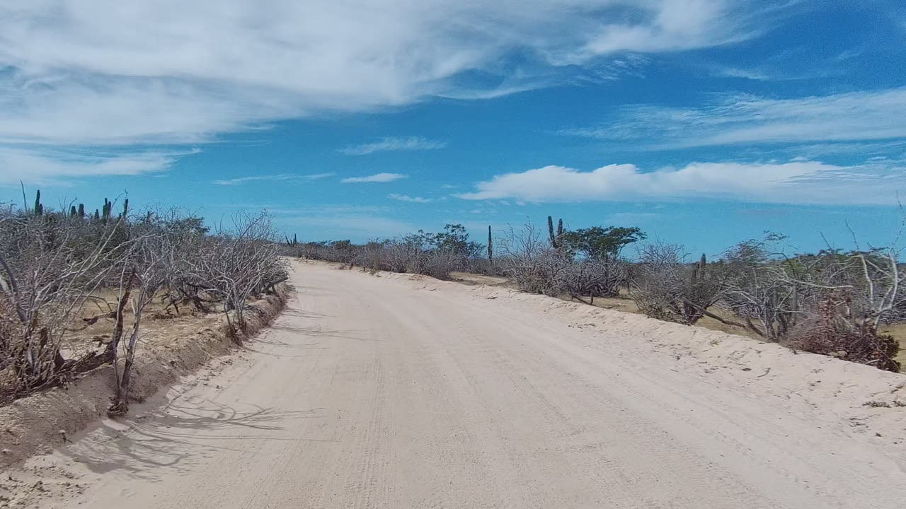 Curving sandy road bordered by desert shrubs and tall cacti.