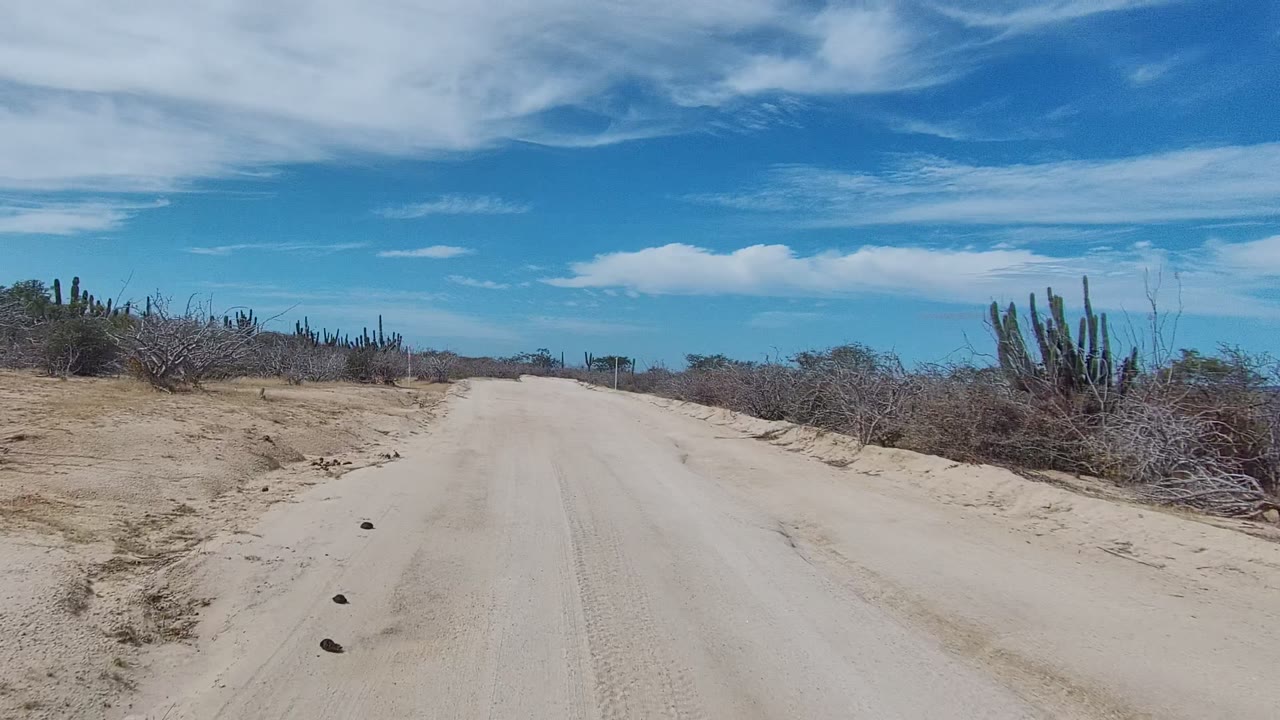 Pale dirt road with scrubby desert plants and cactus stands.