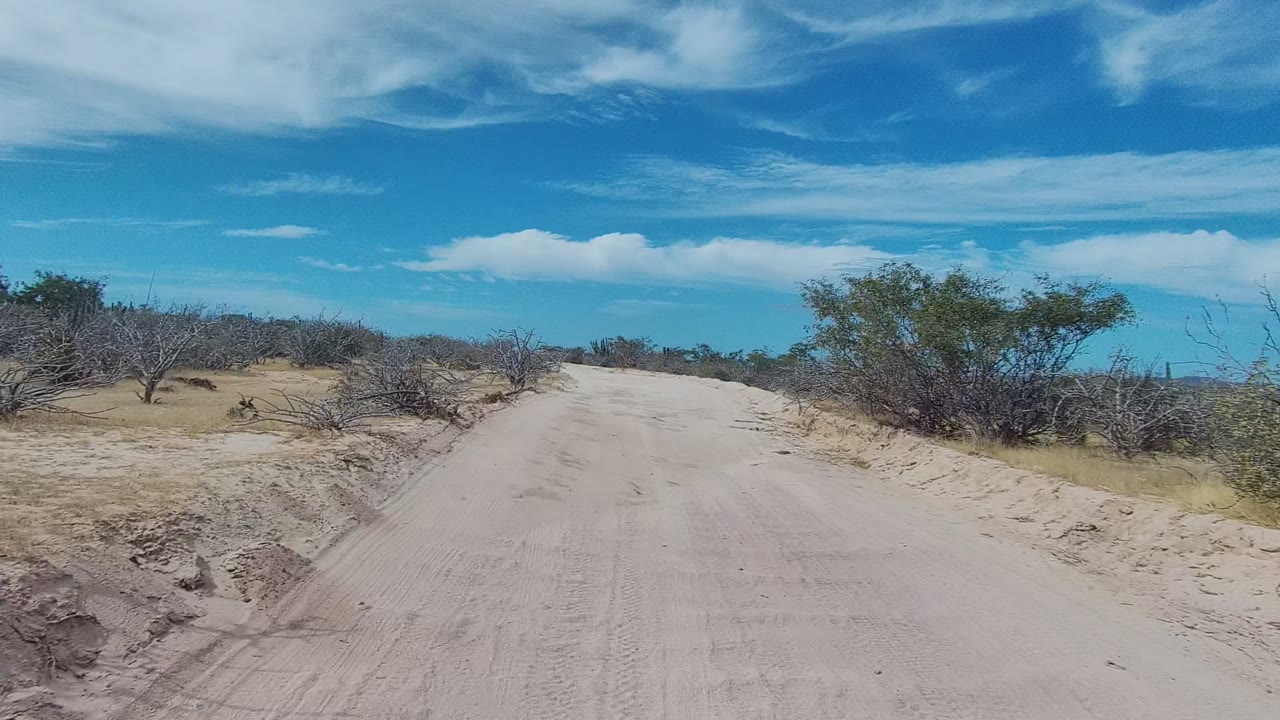 Dirt road curving past dry bushes and small trees