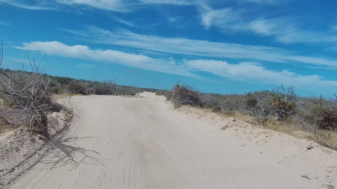 Curving sandy desert road with scrub close to the right shoulder.