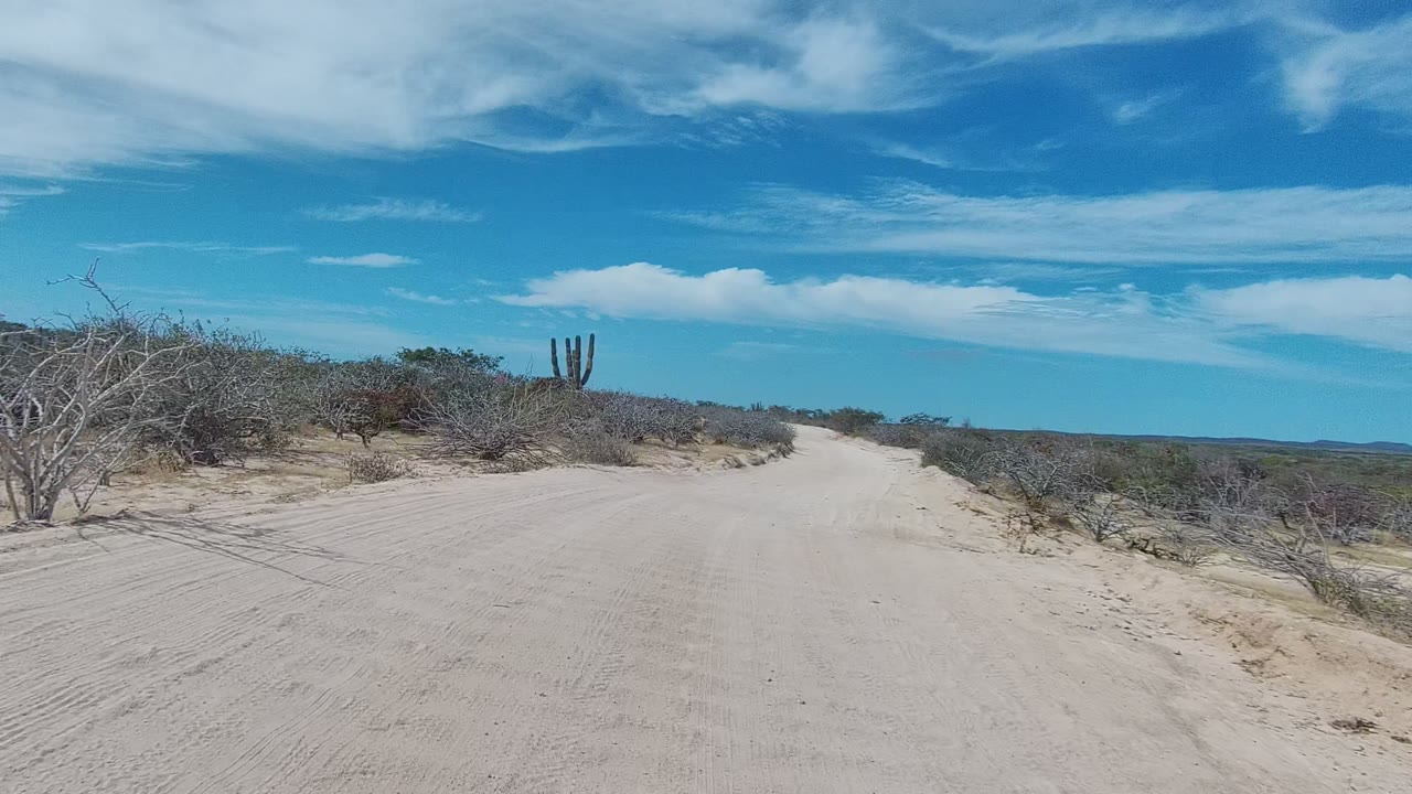 Pale dirt road curving past dry brush and cactus.