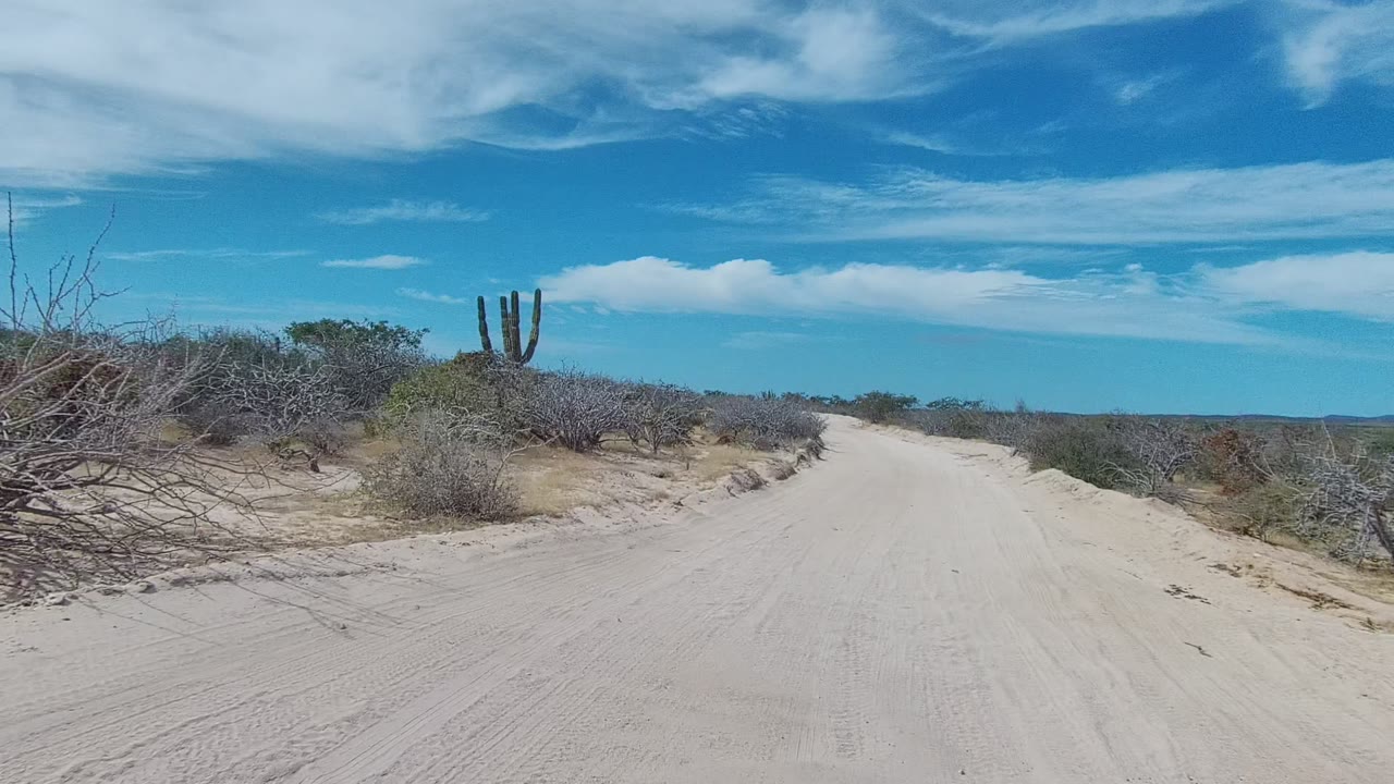The road continues through East Cape Los Cabos, Baja California Sur with scrub close to the shoulder, a tall cactus ahead, and no visible people.