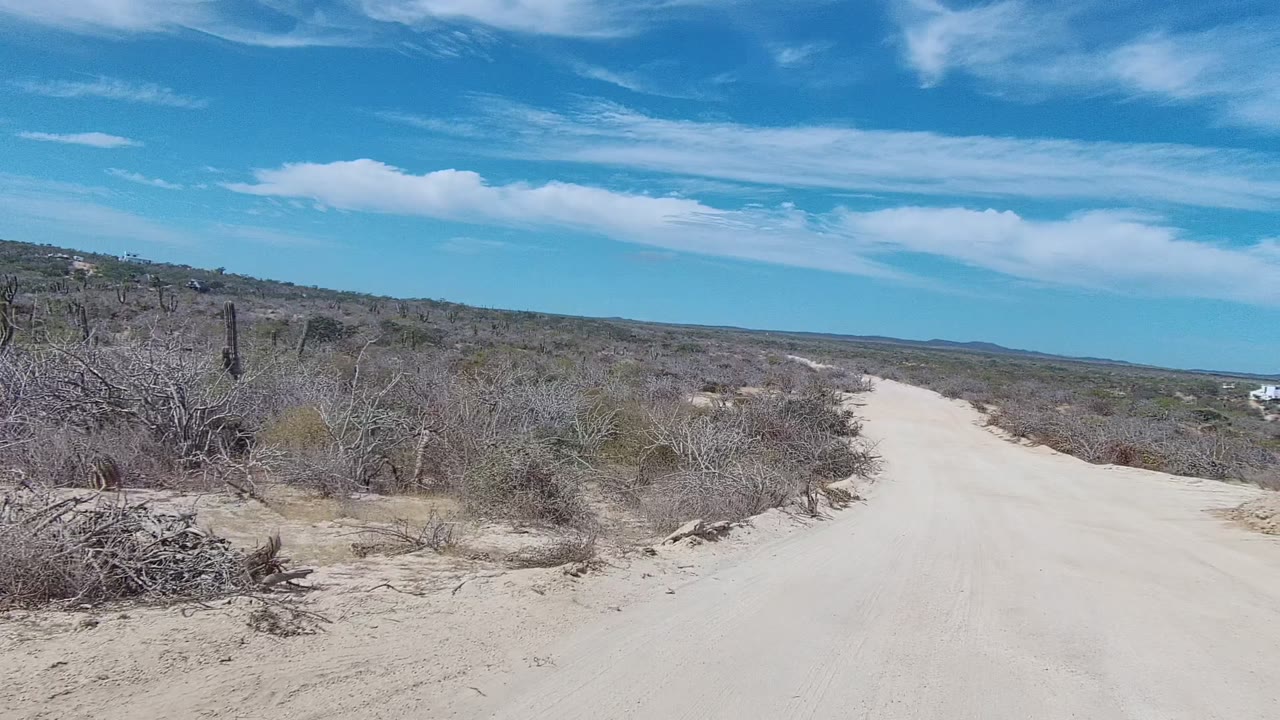 Pale dirt track bordered by dry bushes and cactus growth.