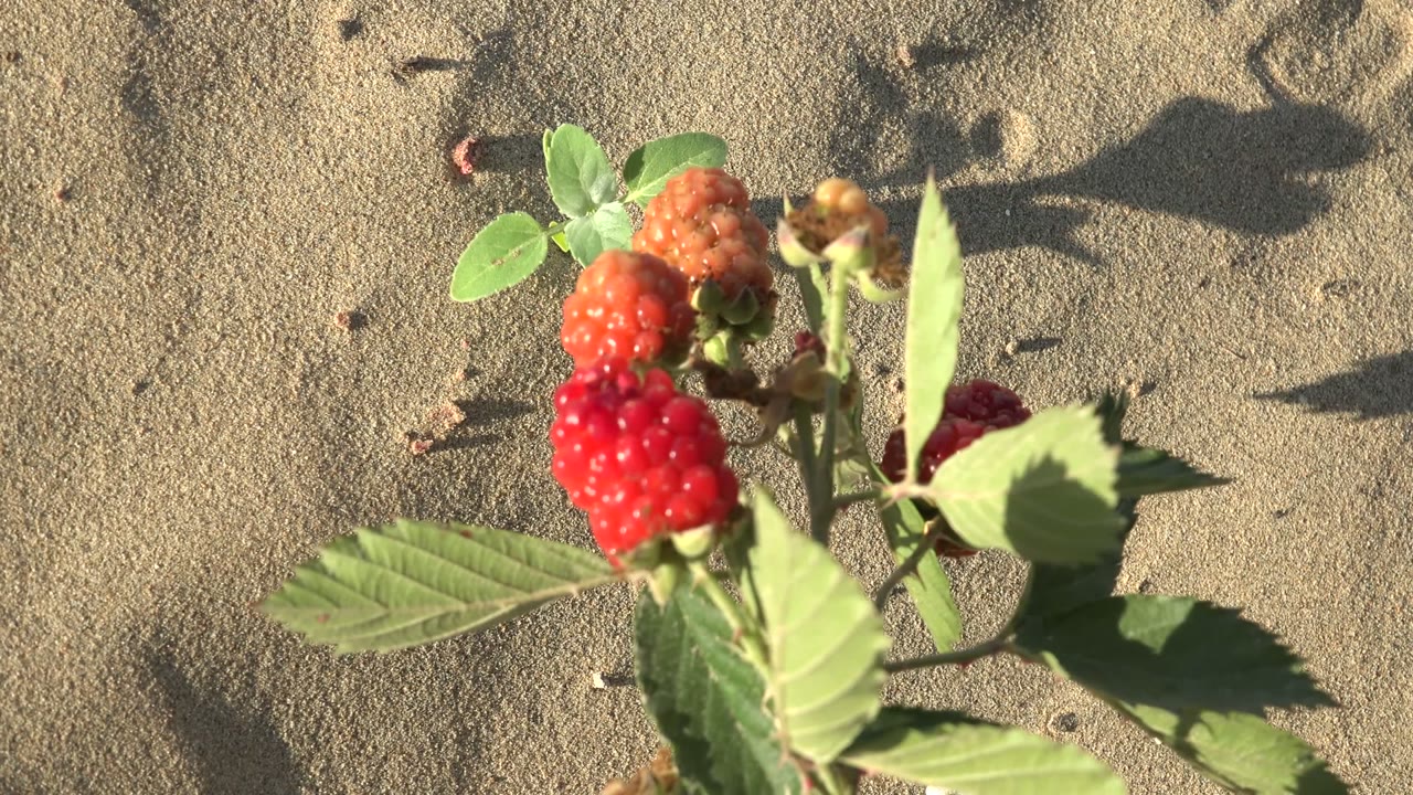 At 0:00, a raspberry plant with red and orange berries and green leaves is seen close over sandy ground in San Carlos, Baja California Sur, with no visible people.