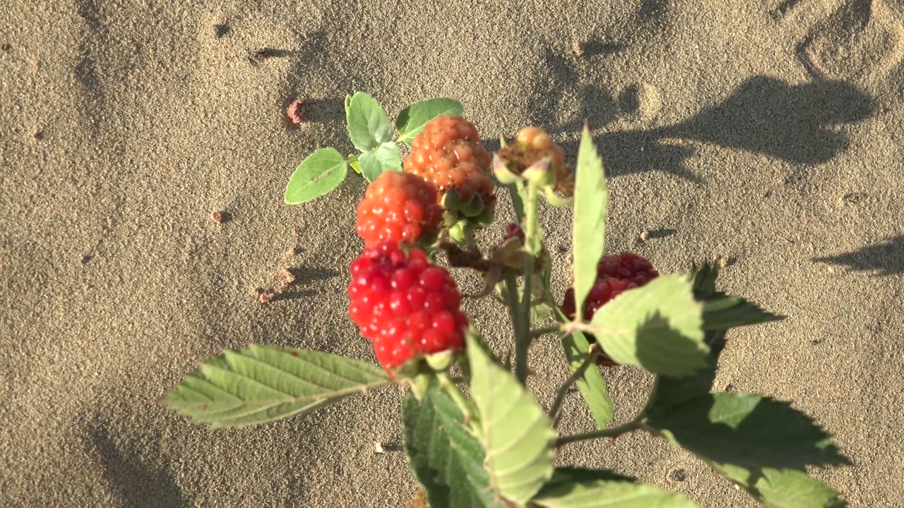 Close raspberry berries and leaves casting shadows on sand.