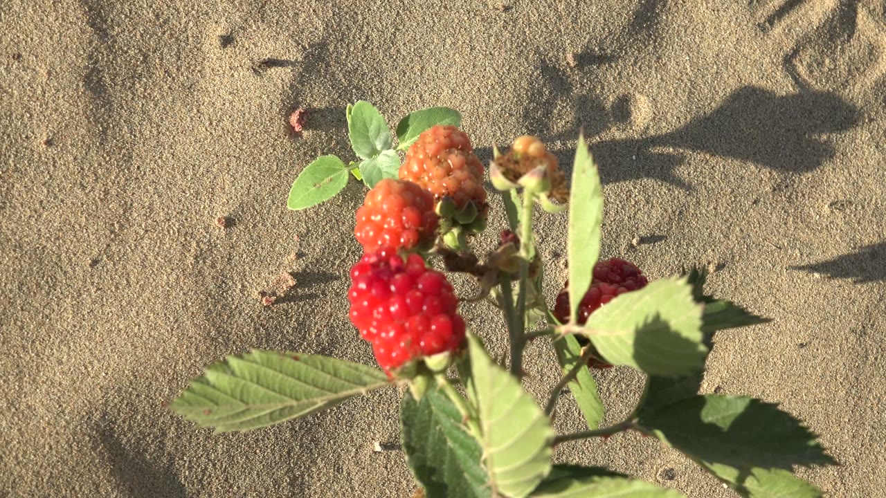 At 0:02, a close cluster of red and orange berries sits near green leaves over rippled sand in San Carlos, Baja California Sur, with no visible people.