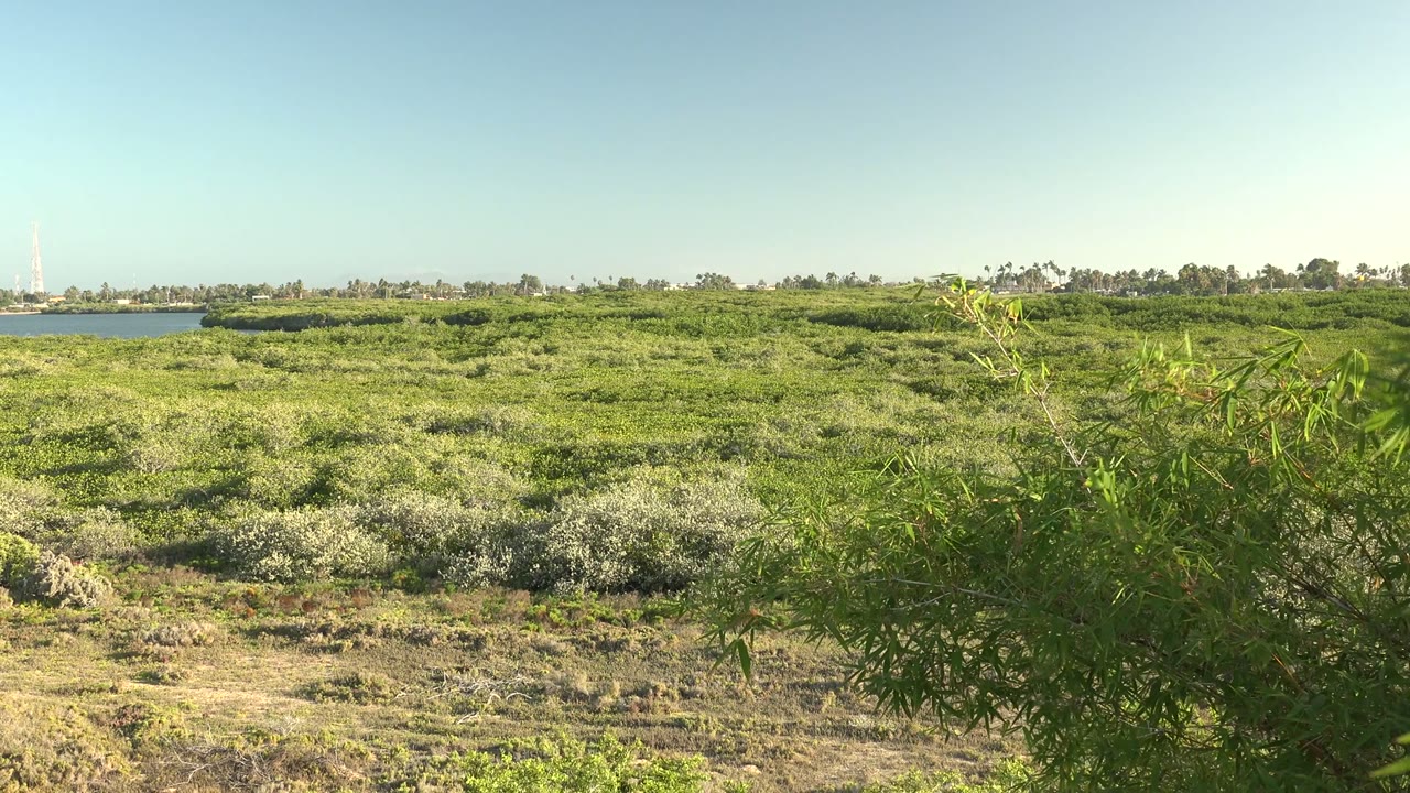 Open field vegetation in San Carlos, Baja California Sur, Mexico, with distant water at the left horizon, a leafy foreground plant on the right, clear sky, and no visible people.