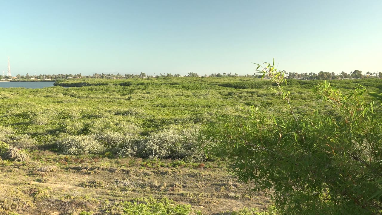 Field vegetation with leafy plant in the foreground