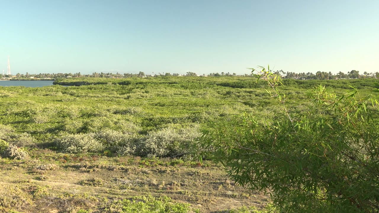 Wide San Carlos landscape with mixed green and light-colored vegetation, a leafy plant edging into the right foreground, distant water, a low horizon, and no visible people.