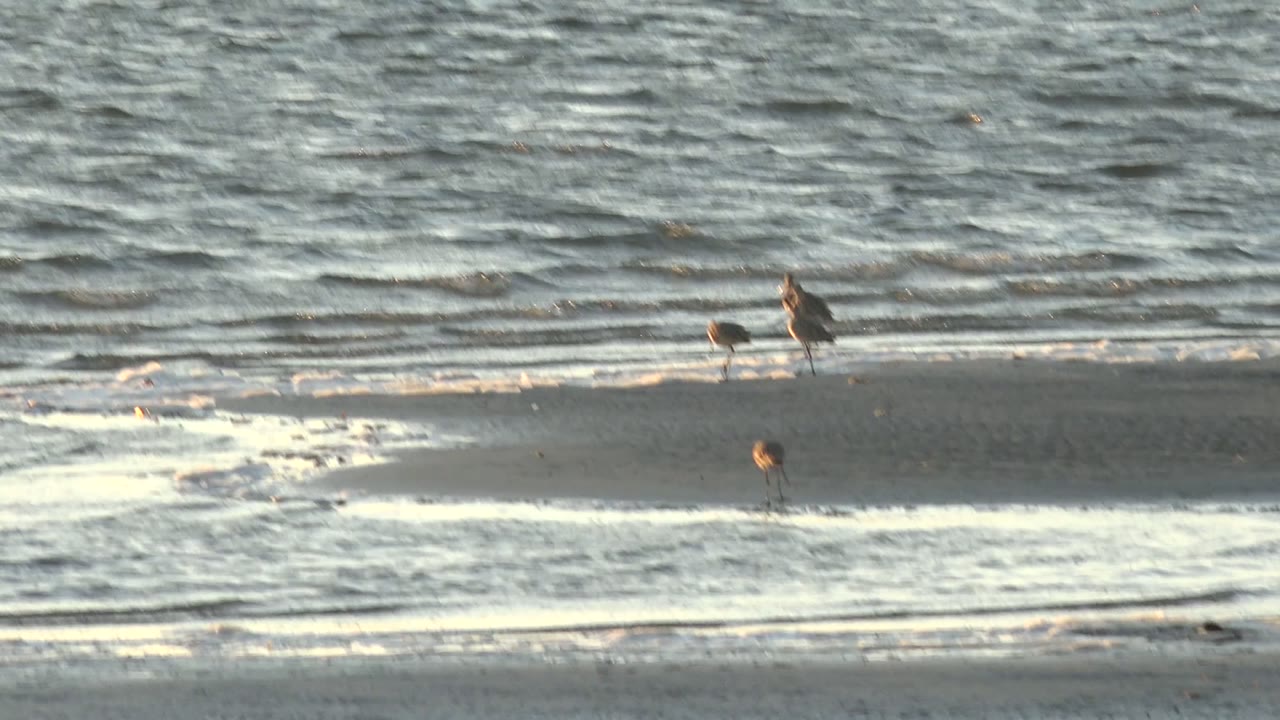 Three shorebirds stand and forage on wet sand at the water's edge in San Carlos, Baja California Sur, with rippled ocean behind them and no visible people.