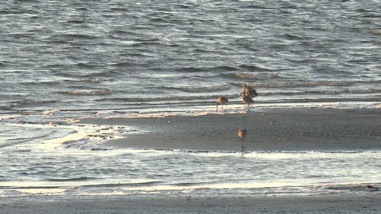 Shorebirds spaced along a foamy shoreline.