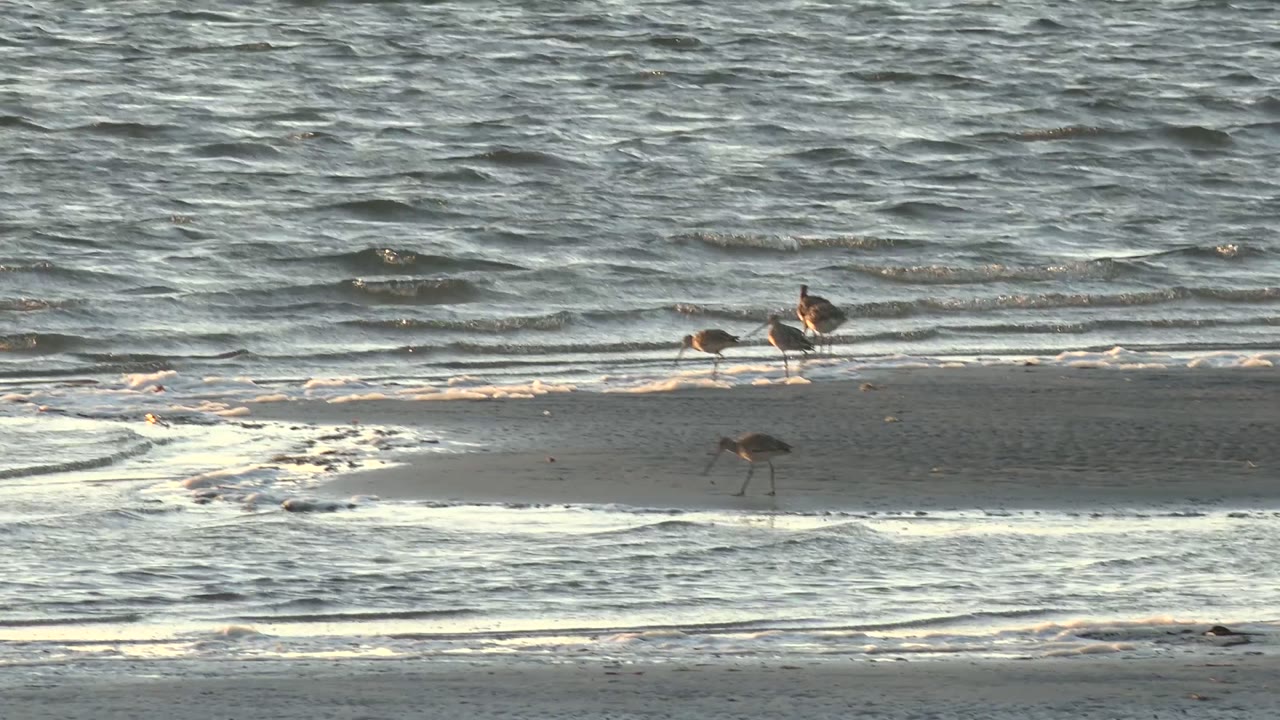 Three shorebirds remain near the waterline in San Carlos, Baja California Sur, with one bird lower on the sand and two closer to the surf, and no visible people.