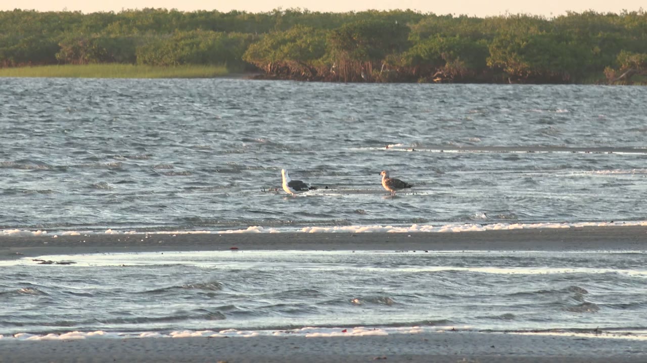 At 0:00, two seagulls float side by side in shallow water near San Carlos, Baja California Sur, with small waves in front and no visible people.