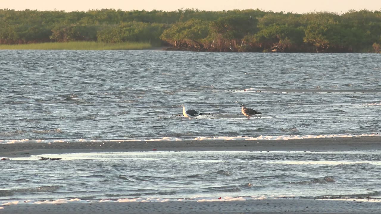 Two seagulls on rippled water with low waves crossing the shore.