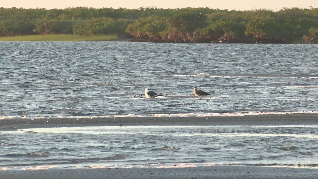 At 0:02, a white gull and a darker gull float near the same shallow break, with green trees beyond the water and no visible people in the San Carlos frame.