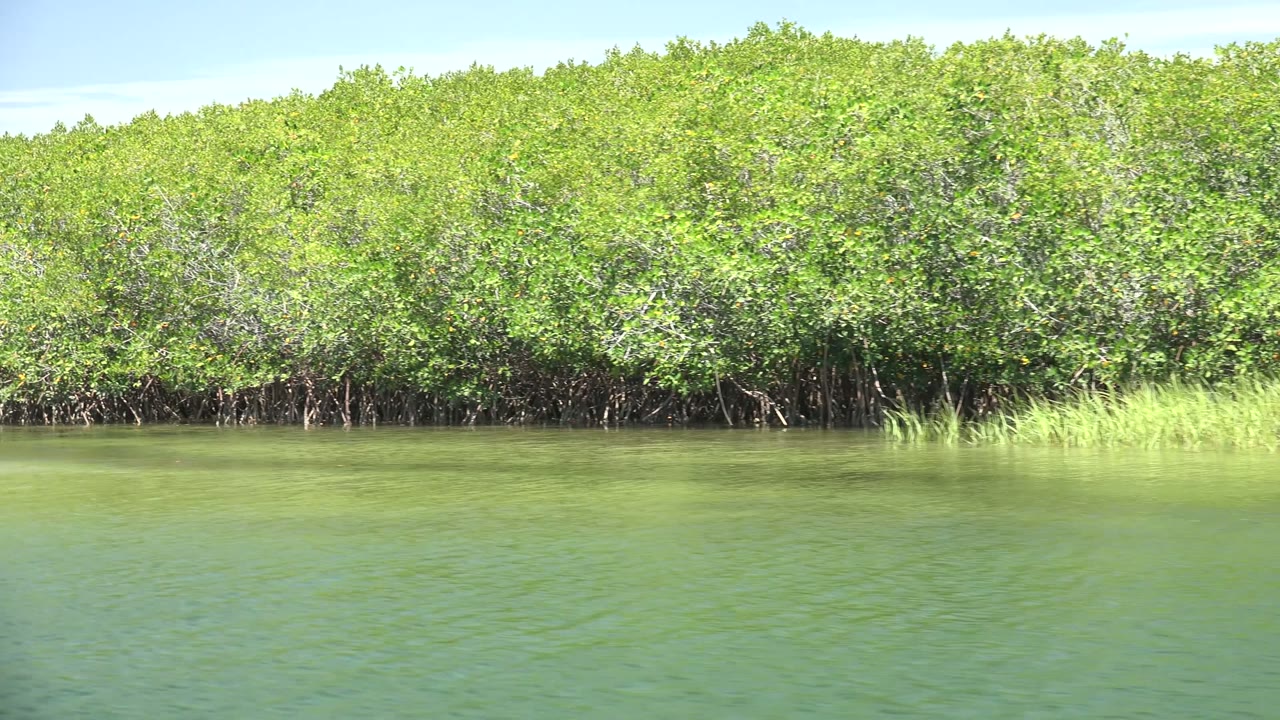 Dense mangroves line calm green water in San Carlos, Baja California Sur, with exposed roots along the shore and no visible people.