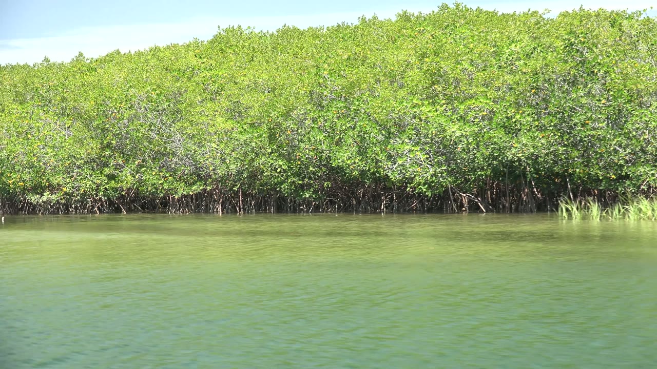 Bright mangrove trees beside still water