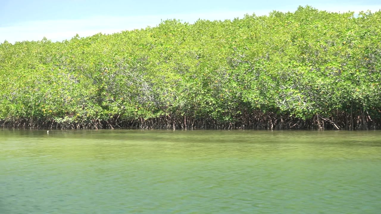 A dense wall of mangrove trees borders the green waterway in San Carlos, Baja California Sur, with a narrow sky band and no visible people.