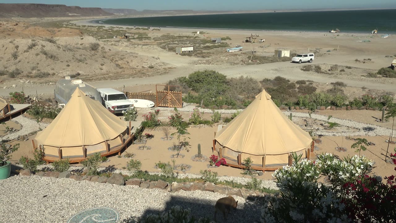 A small brown animal appears near the lower foreground of the San Juanico campsite, with tan tents, plants, vehicles, distant water, and no visible people behind it.
