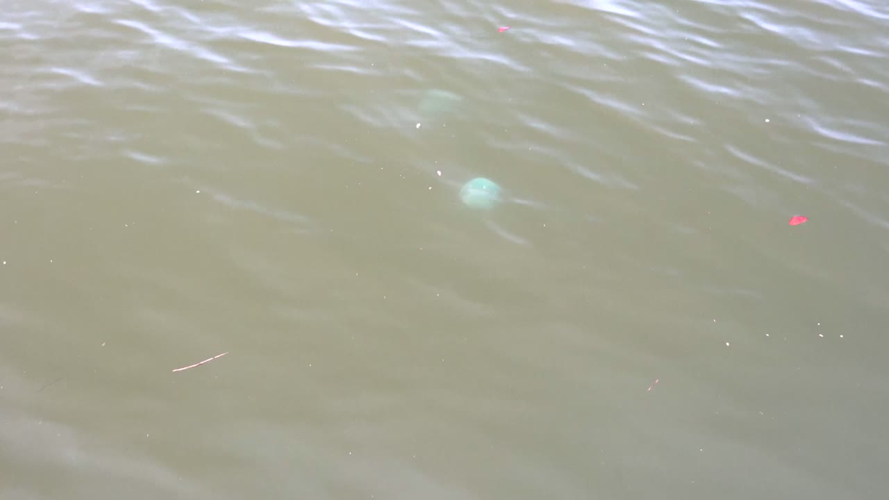 Rippling green-brown water with a red speck and pale green debris below the surface.