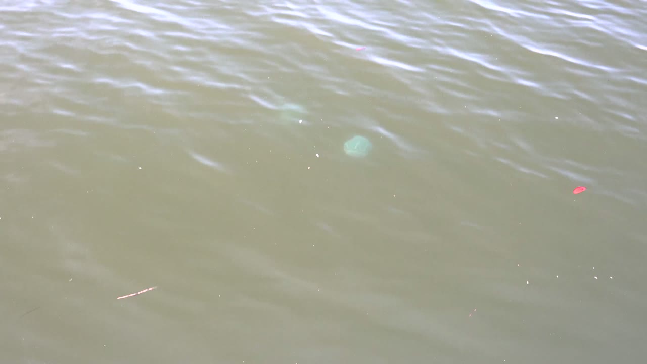 Mid-clip water in Mulege shows pale green floating objects spaced across the frame, small red debris, soft sunlight reflections, and no visible people.