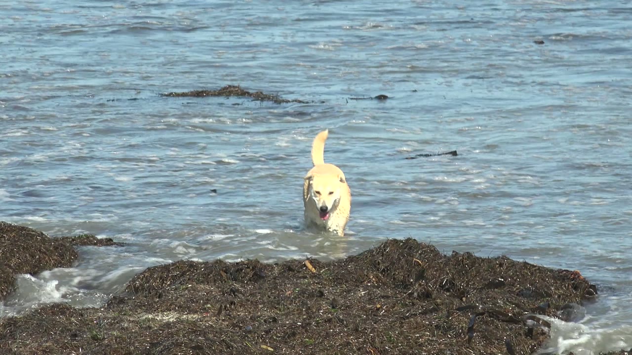At La Bocana, Baja California Sur, a white dog stands partly in shallow ocean water behind dark coastal rocks, with no visible people.