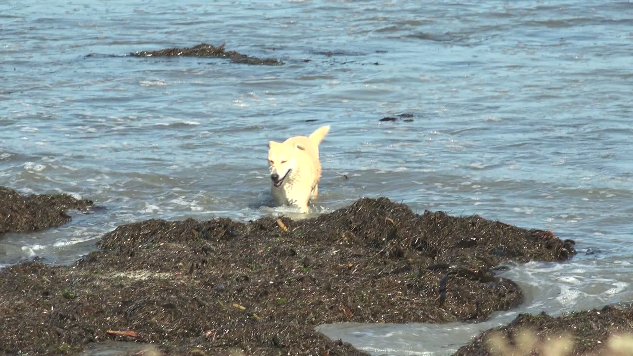 White dog moving through shallow water near seaweed-covered rocks.