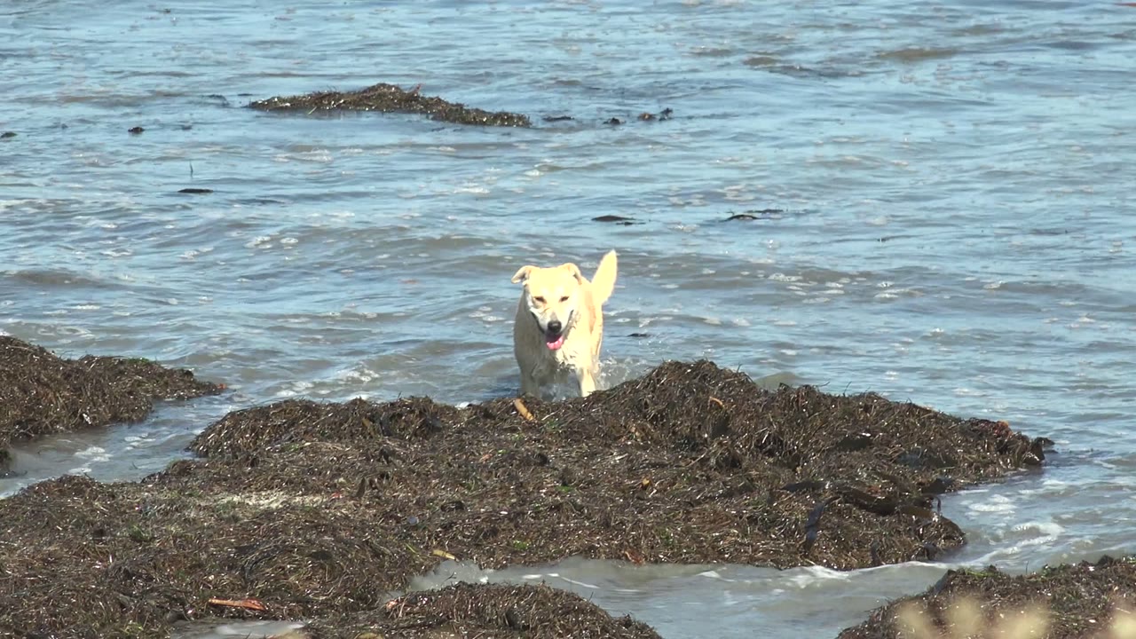 At La Bocana, Baja California Sur, the white dog faces the camera from behind a raised patch of dark coastal rock as low waves move around it, with no visible people.